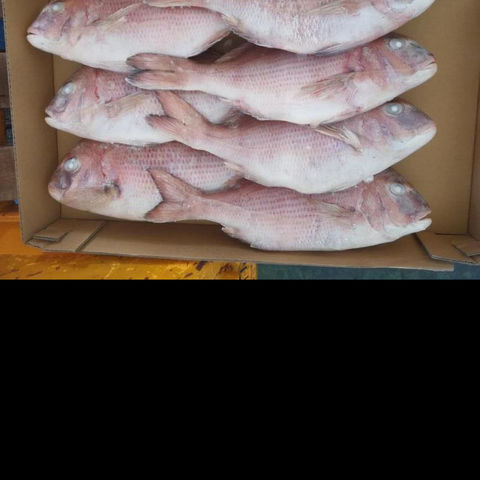 冷冻红鲷鱼 us$1.00/metric tons 20 metric tons(min.