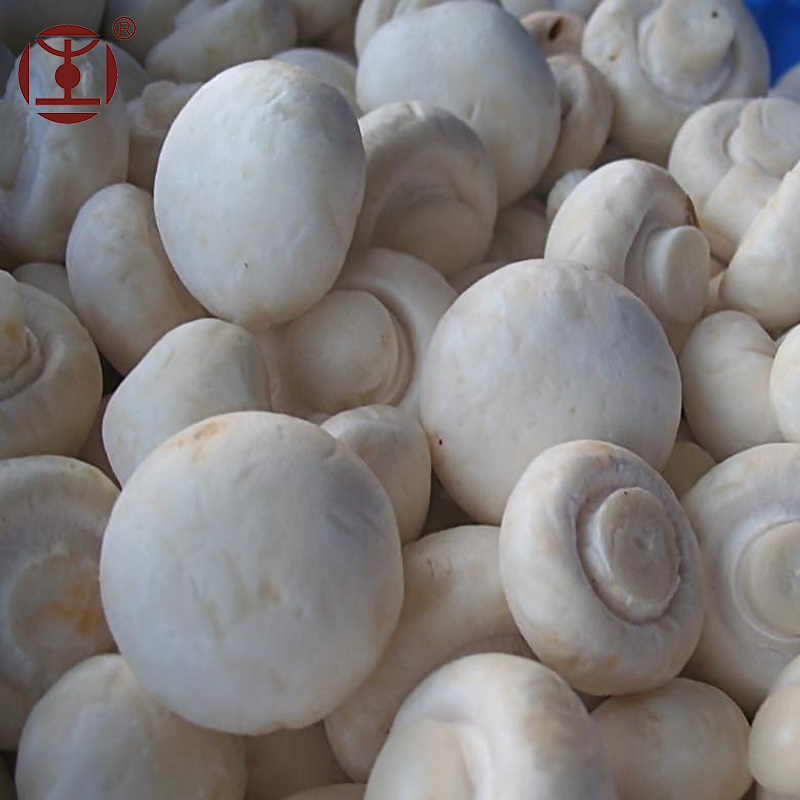 Agaricus Bisporus powder (белый гриб), съедобные и лечебный гриб