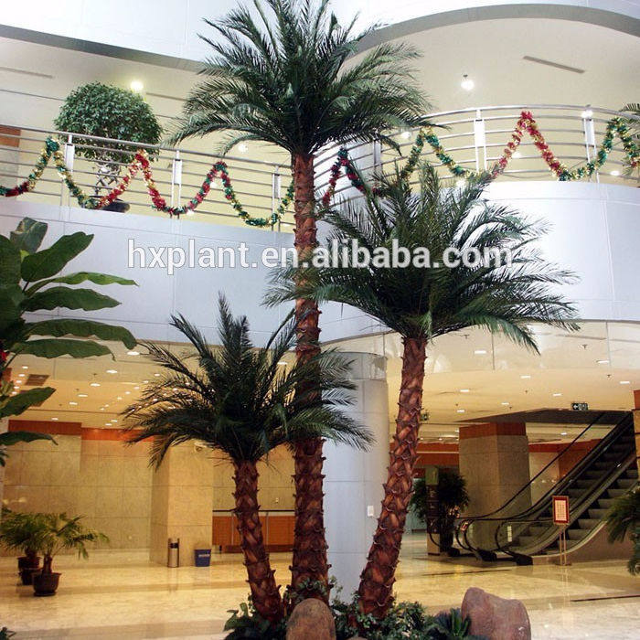 China Suppliers Small Palm Trees Cycas Revoluta Price Cycas