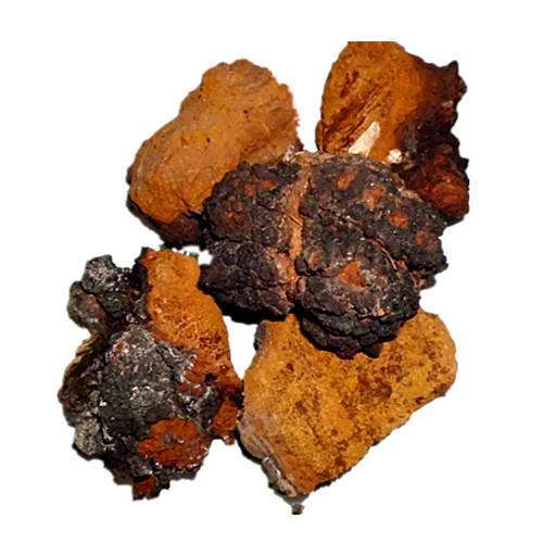 Chaga грибной; Чага; Питательный Betula platyphylla