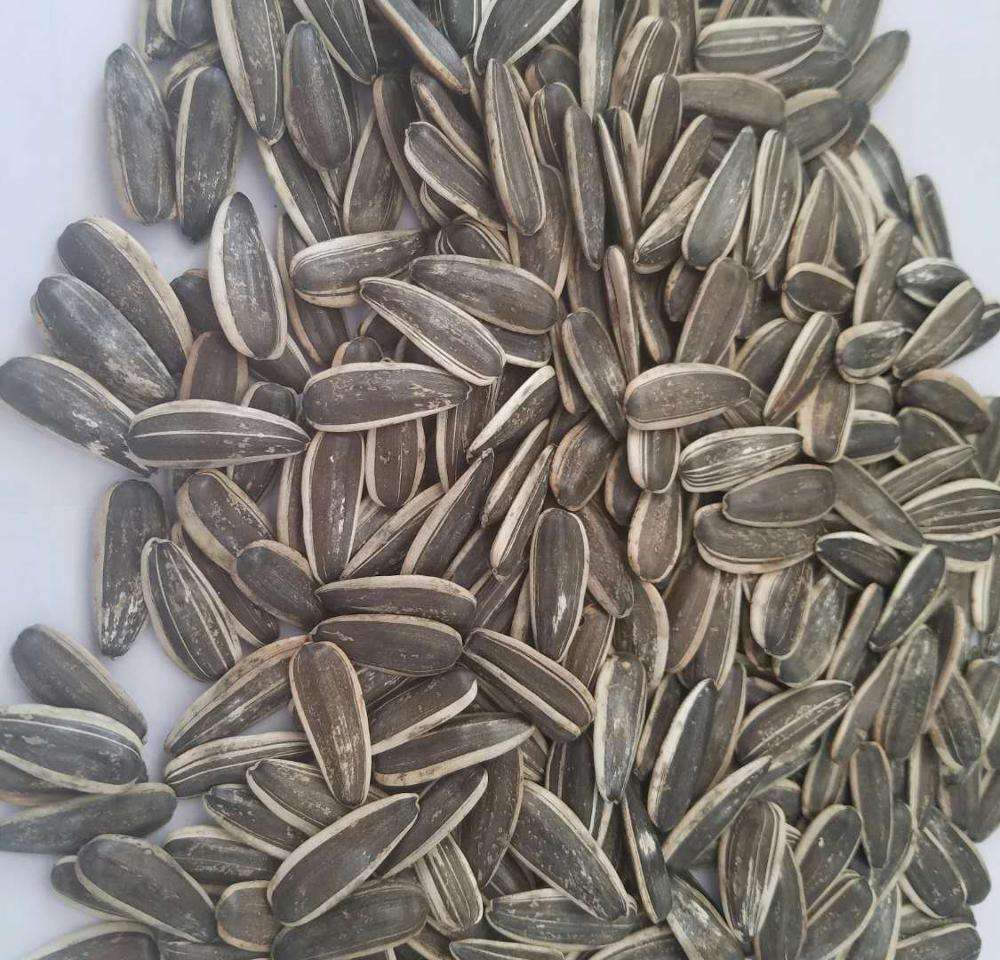 Семена экспорт. Внутренняя Монголия семечки. Семечки из Китая. Dakota Тип 361, 601 характеристики семечки.