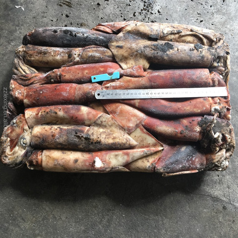 整个冷冻赤道鱿鱼价格较低us$1,700.00 - us$1,800.