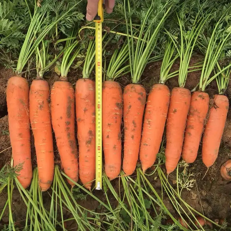 Морковь гибриды. Семена морковь из китайской.