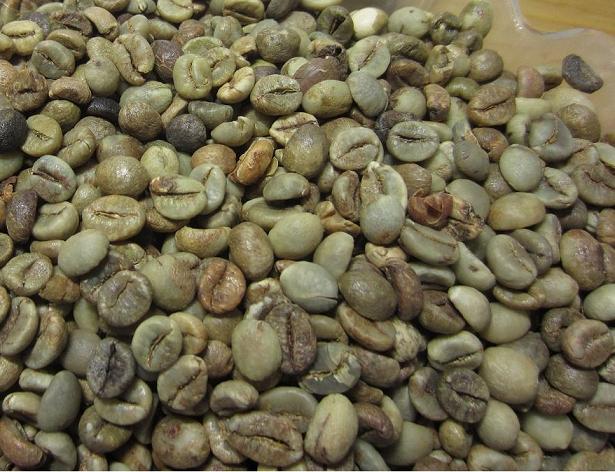 Robusta coffe bean wholesales Vietnam Manufacturer