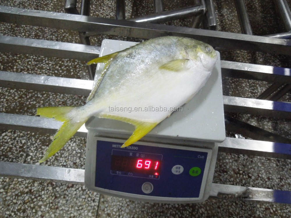 优质冷冻金石榴 - buy golden pomfret,frozen golden pomfret,frozen
