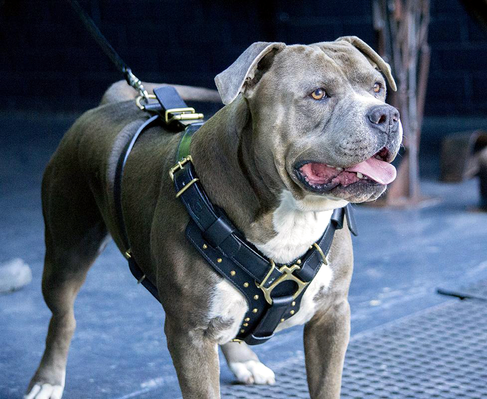 Оптовая продажа от производителя, роскошный высокопрочный кожаный нагрудный жилет с логотипом под заказ для собак, регулируемый черный латунный искусственный жилет