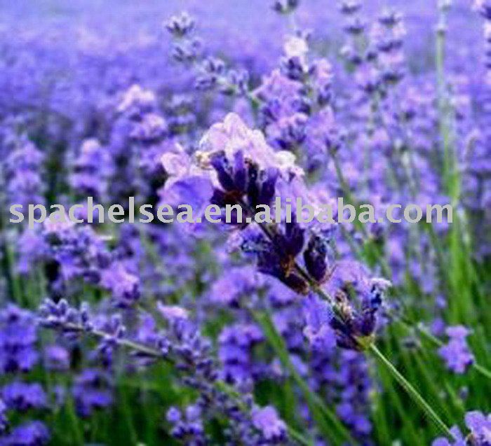 romantic lavender aroma bubble bath oil
