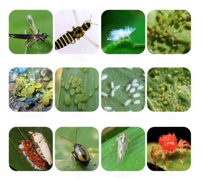 Actara Thiamethoxam 25% WDG Chemical pesticide white fly/Farm agriculture chemical herbicide 25 wg actara/thiamethoxam