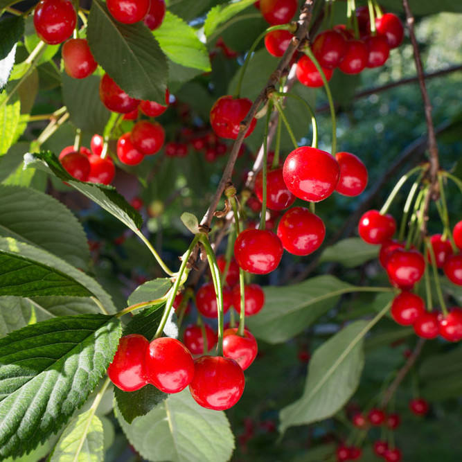 Ягода похожая на черешню. Ягода похожая на вишню. Войлочная вишня ягоды. Вишня черешня и похожие ягоды. Ягода похожая на вишню.