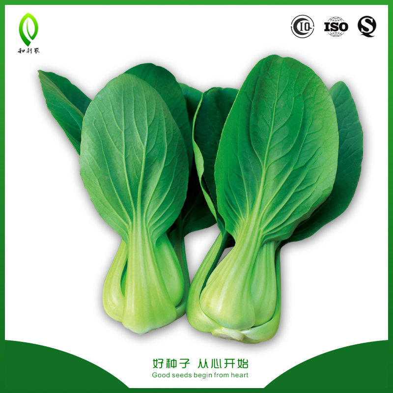 бок чой семена. капуста пак чой сорта. капуста китайская (пак чой) голуба f1 седек. семена таиланд плоские в прозрачной. бок чой семена.