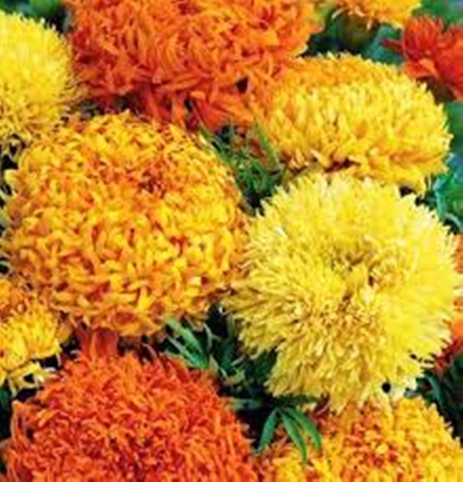 100Pcs Yellow Marigold Maidenhair Seeds Home Garden Edible Flower Plant Seed NEW