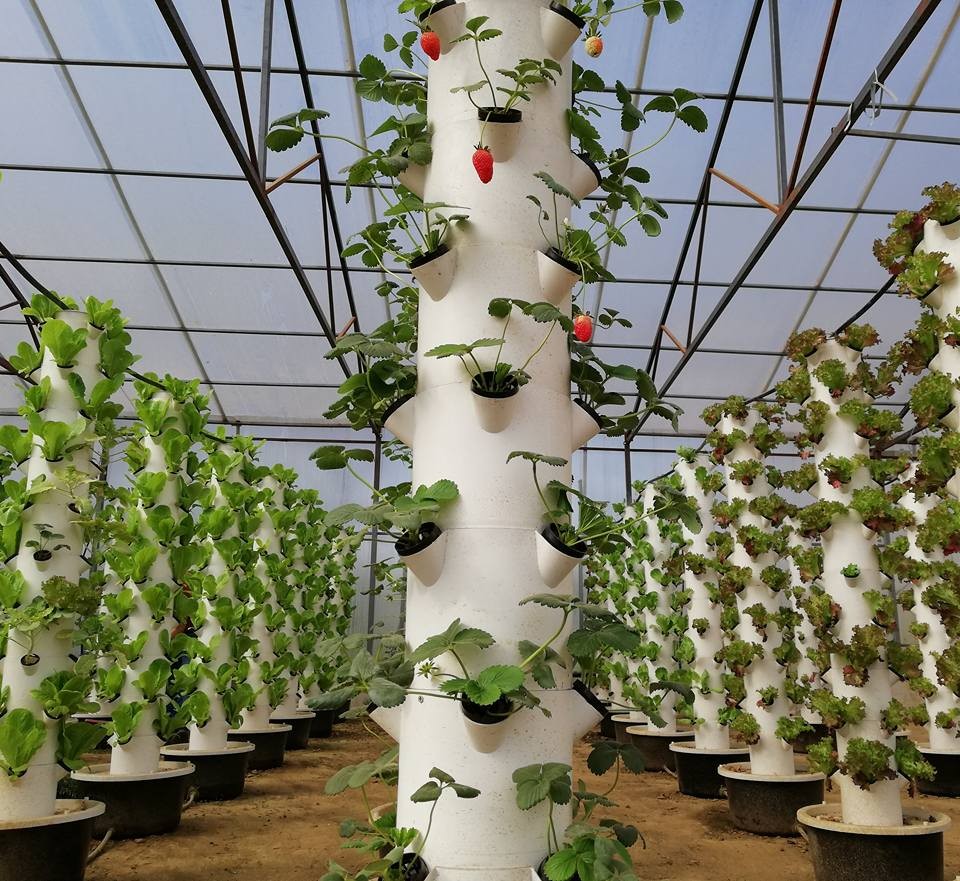 帧pvc管垂直水培系统种生菜温室 - buy hydroponic system,greenhouse