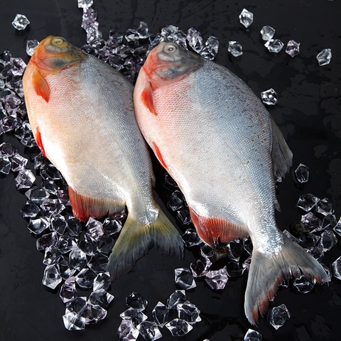 golden pomfret,tilapia,catfish direct from cn