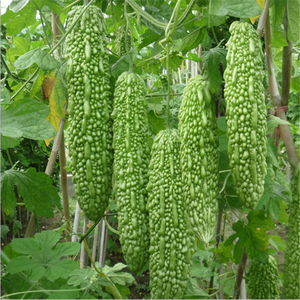 bitter gourd-bitter gourd manufacturers, suppliers and exporters