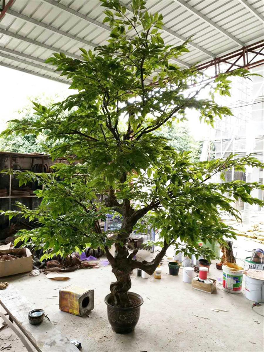 dracaena pronounce Dracaena fragrans (Branched) – Interior Foliage Design main image 1