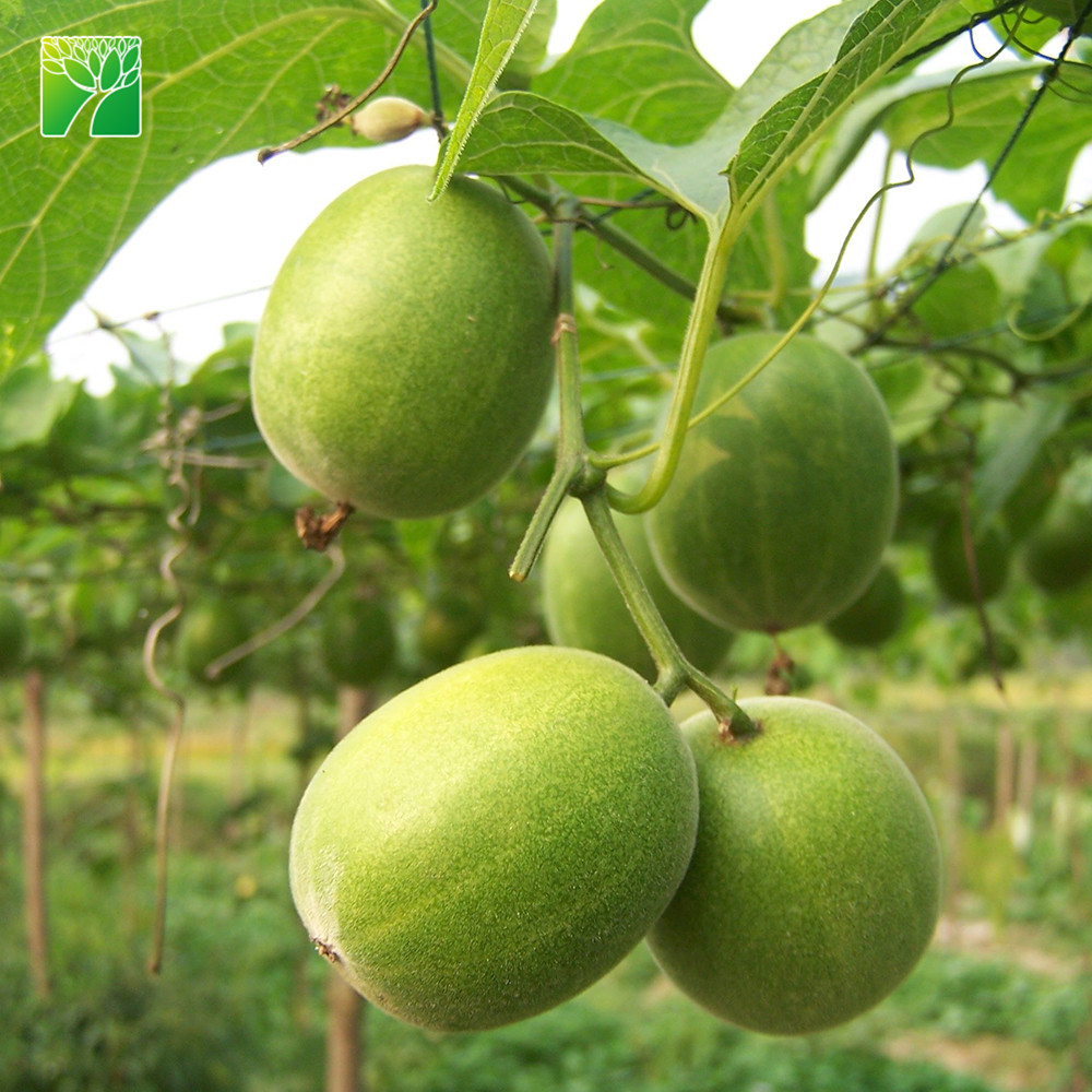 Архат (лат. Монахов фрукт. Монахов фрукт. Архат (растение). Монк фрукт сахарозаменитель.