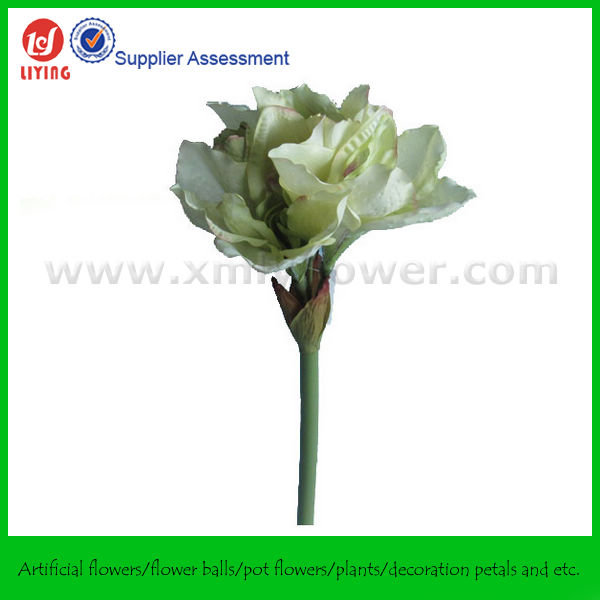 China Amaryllis China Amaryllis Manufacturers And Suppliers On