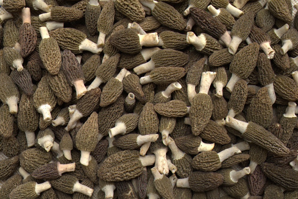 2018 新鲜辣菌 conica 出售