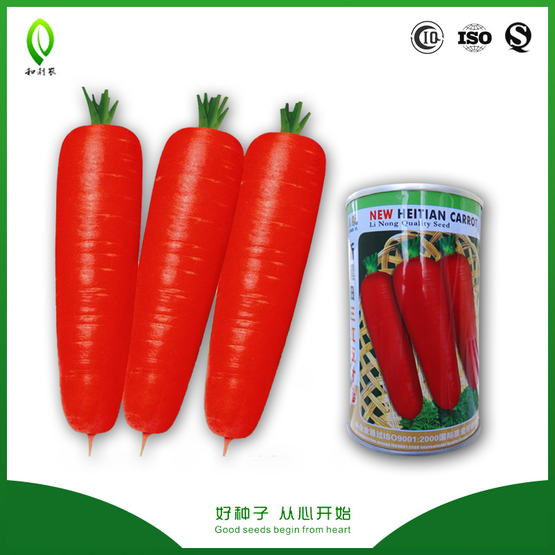 CARROT Seed AUTUMN KING 2 Approx 2000 Seeds Kings Seeds VEGETABLE SEED