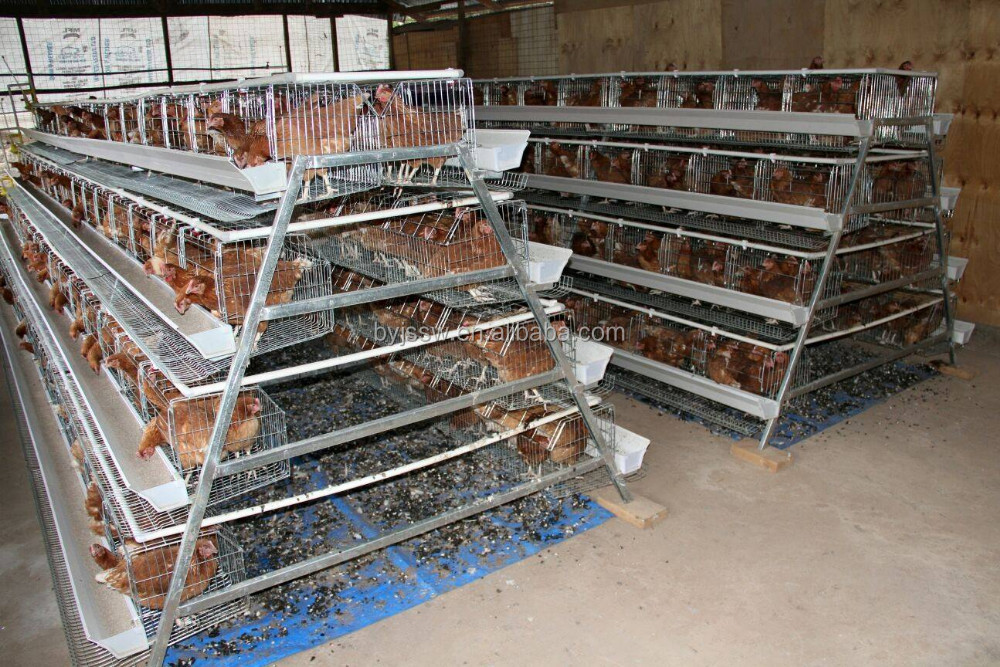 2019 热销层鸡蛋鸡笼/家禽农场房子设计