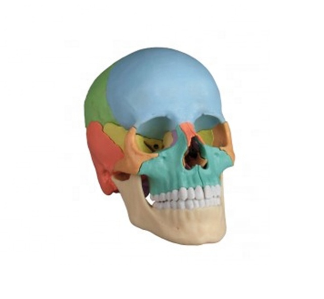 Цветной череп анатомический Модель 22 запчасти