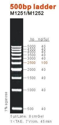 500bp DNA Ladder, Marker, OEM