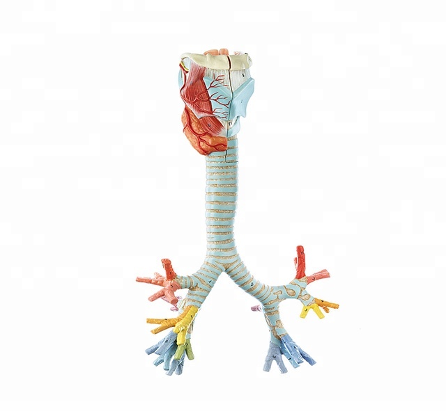 Человека сегментарных бронхов структуры анатомическая модель, анатомическая игрушки