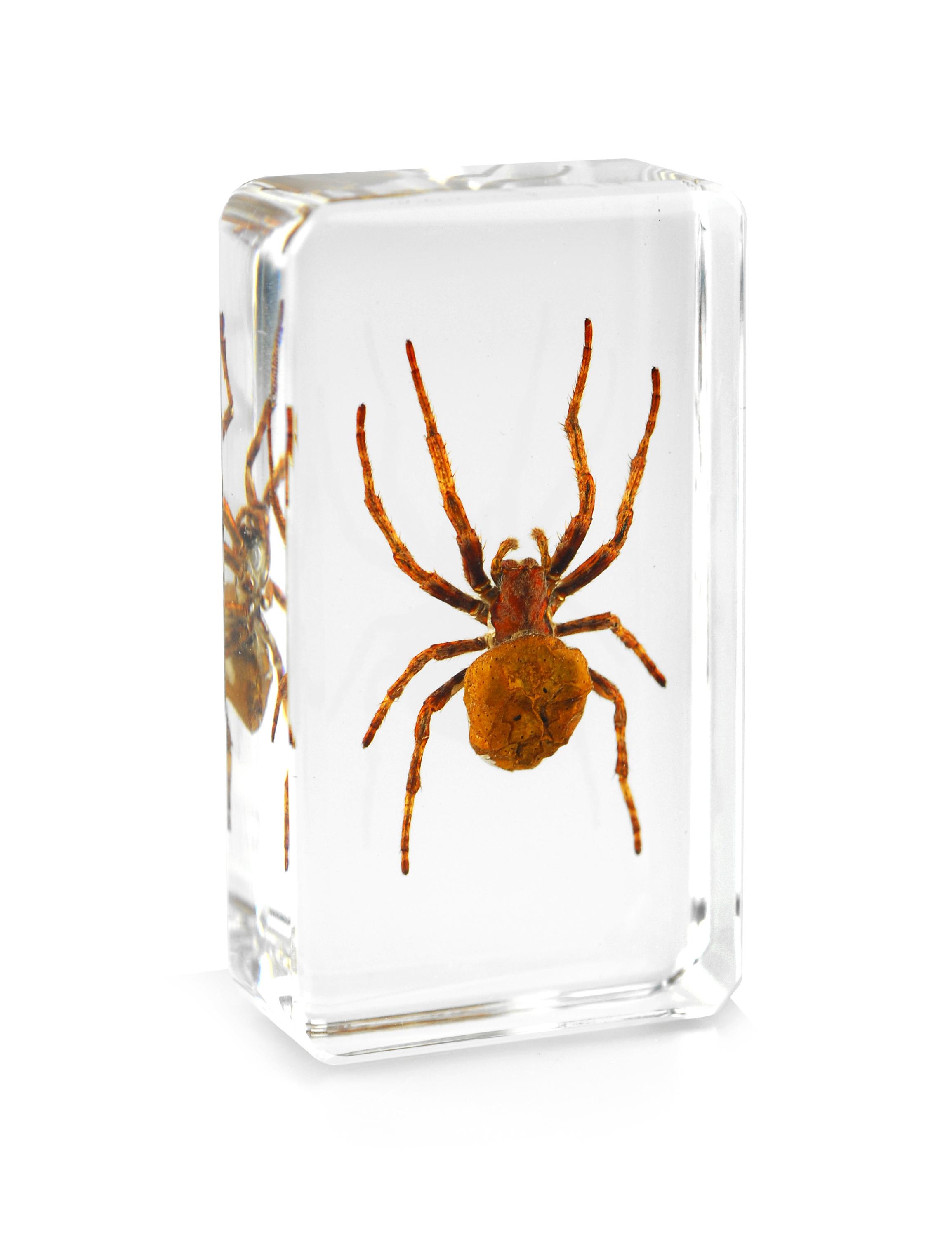 生物树脂真正的昆虫标本鬼蜘蛛清除镇纸 - buy ghost