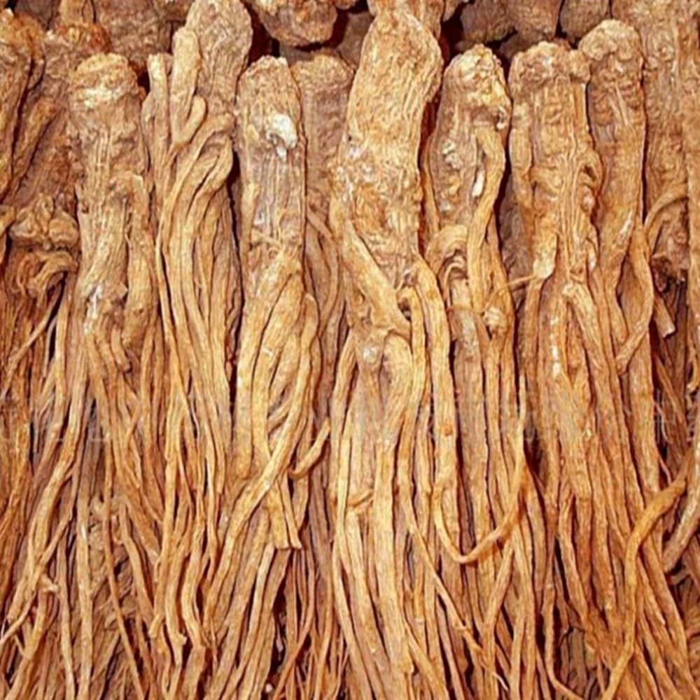 Женьшень panax. Береза повислая корневая система. Взросла корень. Корни растений. Корень карагача.