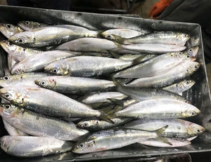 frozen sardines bait