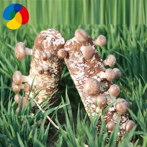 portobellomushroom