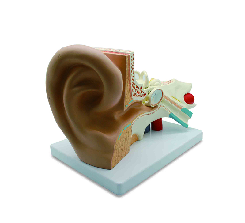 大尺寸塑料人耳解剖模型医学教育3d人体解剖教学耳模型 - buy ear
