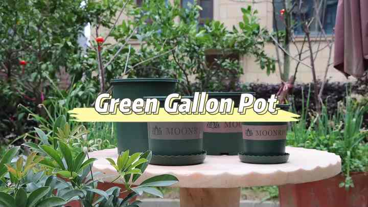 black princess plant philodendron Philodendron 'Pink Princess' main image 1