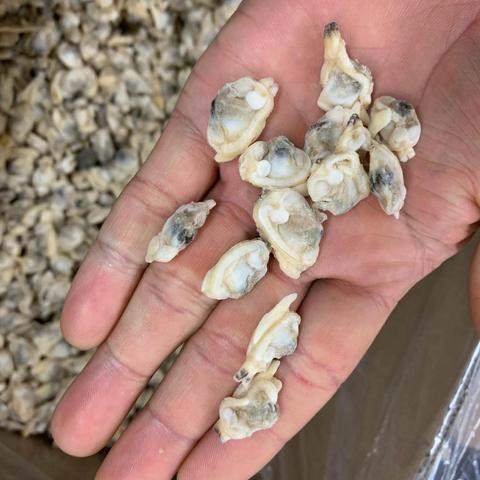 无沙蛤肉海鲜冷冻蛤蜊肉