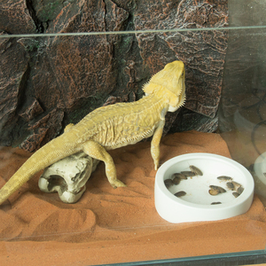 reptile supplies wholesale