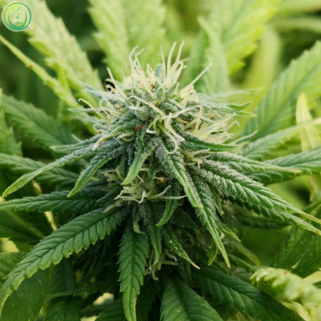 Теплица для лишения освещенности и ее оборудование