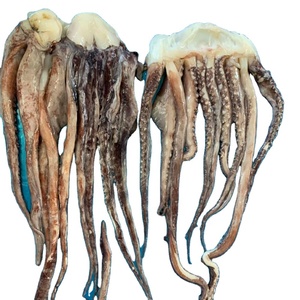 48+ Kraken Schnabel Pics