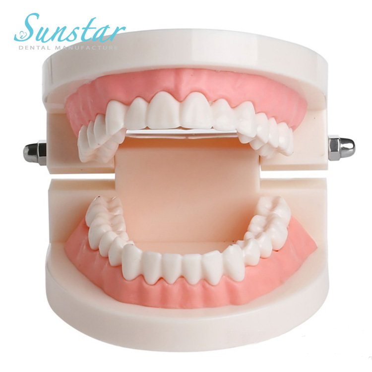 Зубные средства ухода за мотоциклом зубная щетка модель образования Стоматологическая модель пероральные зубы с мягкими деснами для 28 зубов