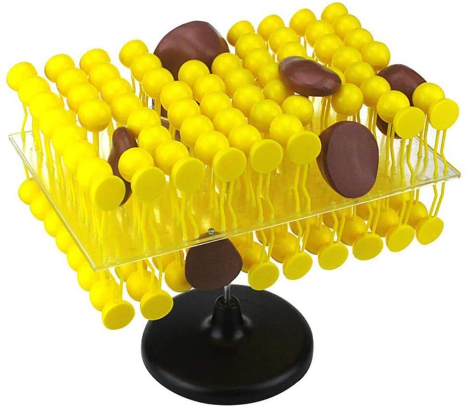 细胞膜结构解剖模型细胞流动镶嵌成分生物教学演示设备科学模型