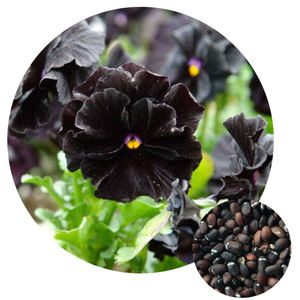 Cari Kualitas Tinggi Biji Viola Produsen Dan Biji Viola Di Alibaba Com