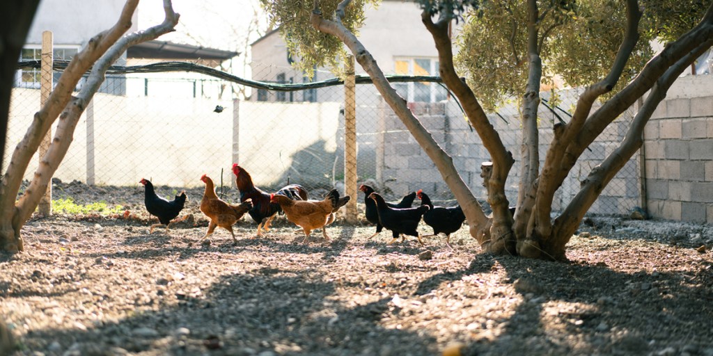 Group of chickens walking around large chicken run