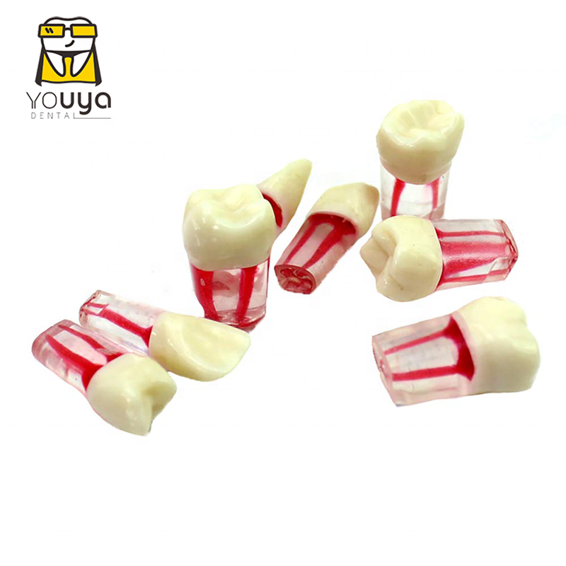 Стоматологический эндододонтический обучающий учебный модель корневого канала, модель зубного канала