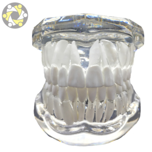 Transparent Dental Implant Training Model Teeth Model For Teaching Education Transparent Dental Implant Training Model Teeth Model For Teaching Education
