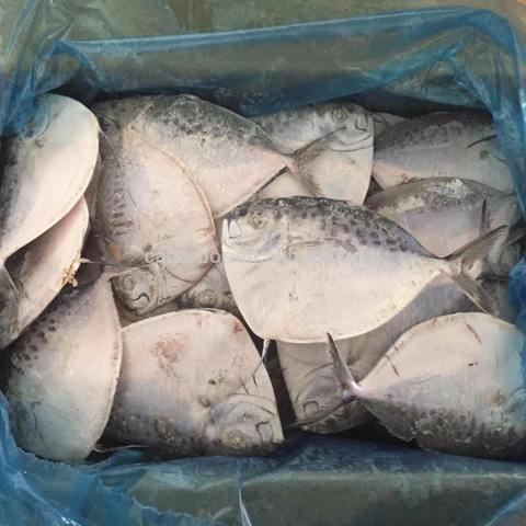 moonfish, moonfish direct from xiamen caharbor imp&exp co., ltd.