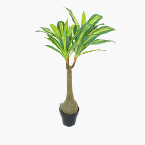 Nolina Recurvata Cantik Untuk Meningkatkan Ruang Anda Alibaba Com