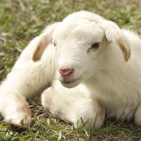 order) 改善粪便条件,减少猪/鸡/鸭和反刍动物的粪便气味 us$14.