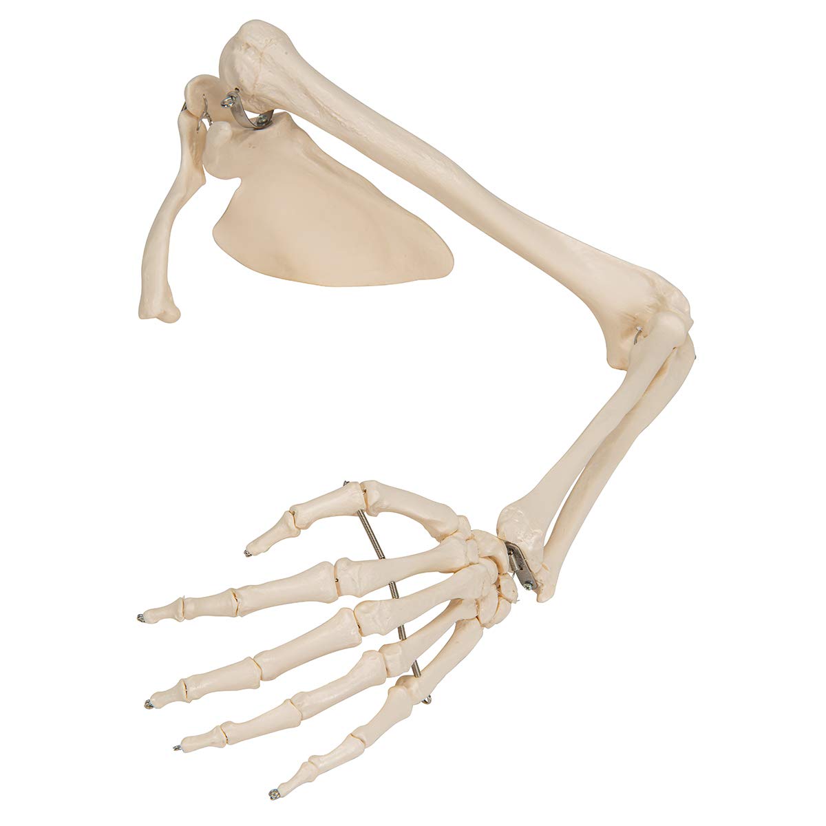 SKELETON ARM スケルトンアーム 海外玩具 One Pair Halloween Plastic Skeleton Arm Life Size Halloween
