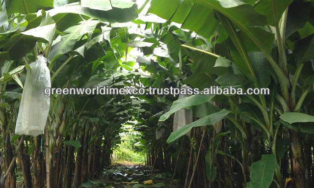 VIETNAMESE GREEN CAVENDISH BANANA WITH CHEAP PRICE