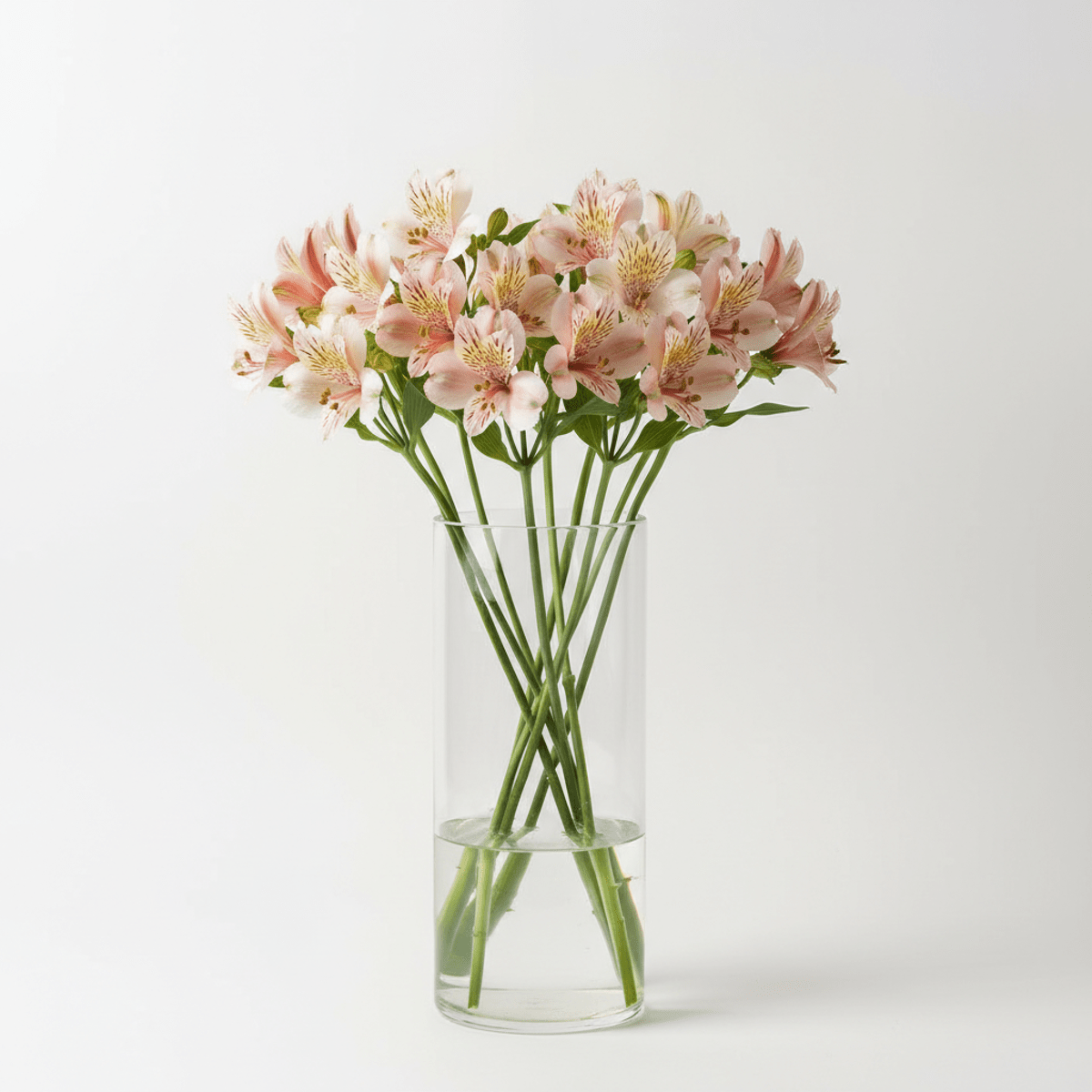 Pastel Peruvian lilies in a clear glass vase on a white studio background.