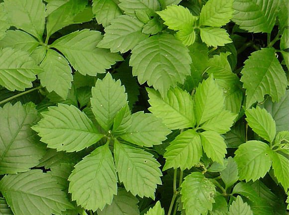 有机提取物/绞股蓝绞股蓝叶子提取物粉